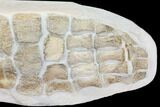 Giant, Fossil Plesiosaur Paddle - Goulmima, Morocco #107318-3